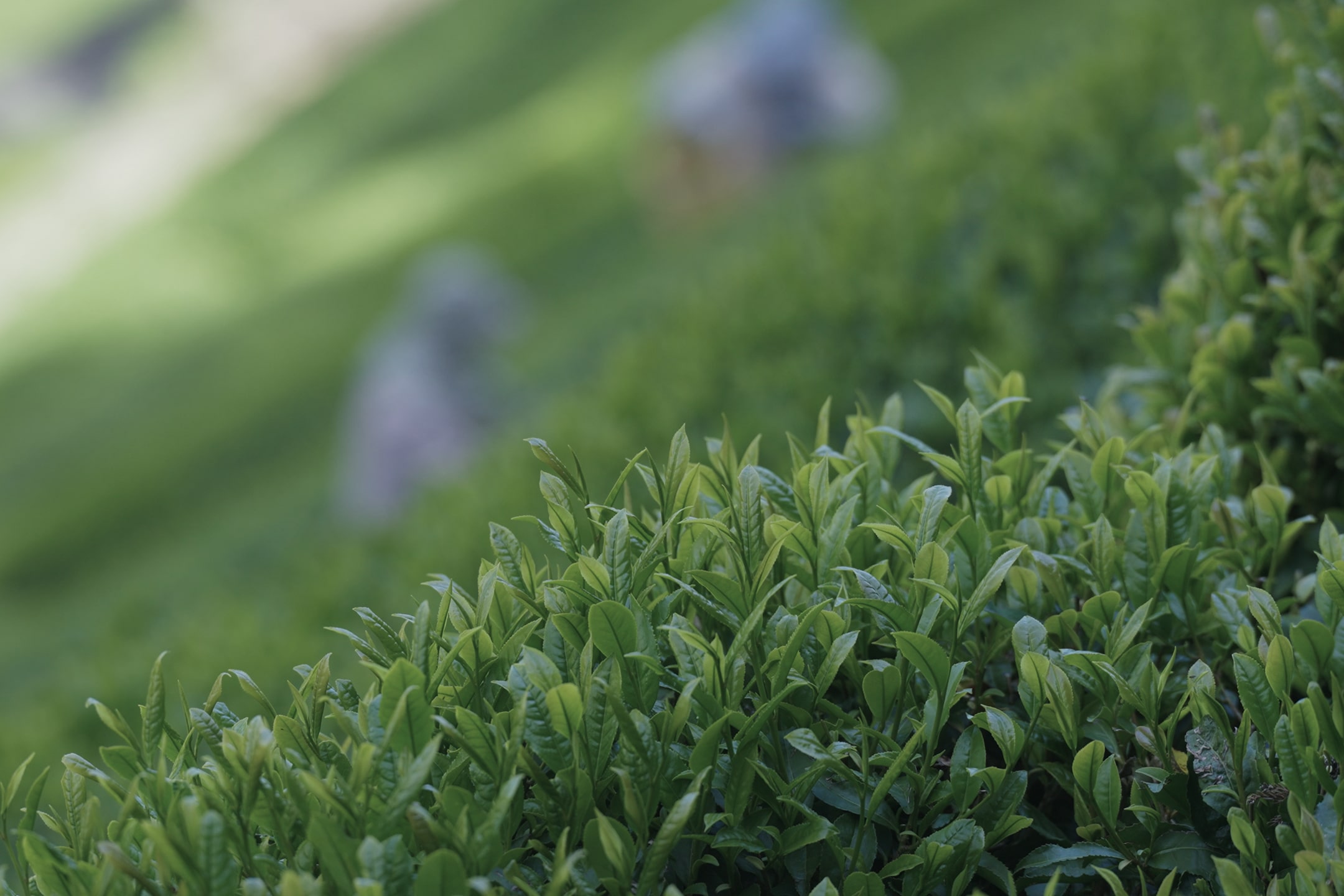 A tea plantation landscape of Nakai Samurai