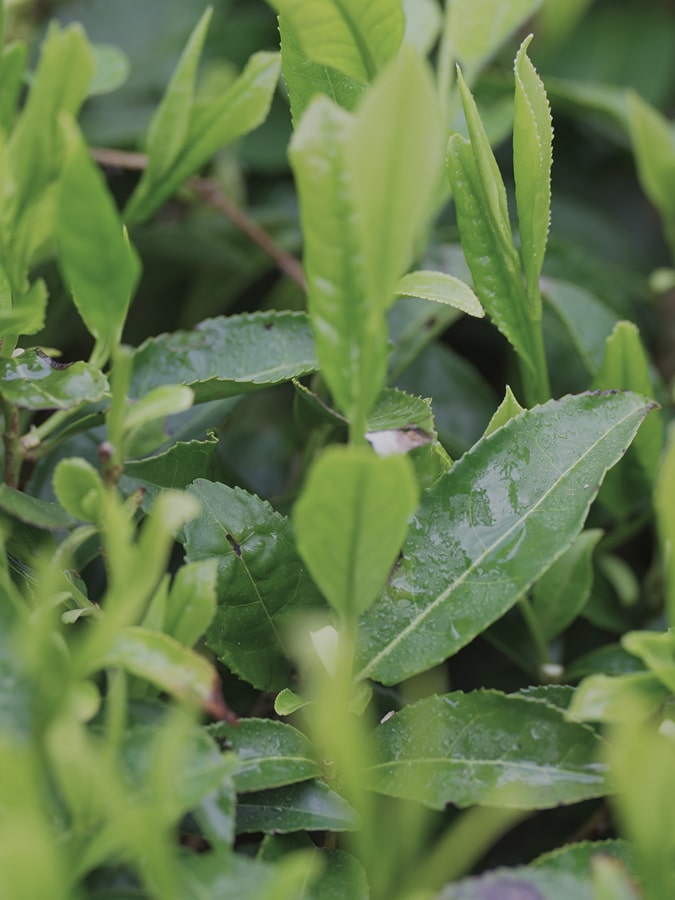 Fresh tea buds